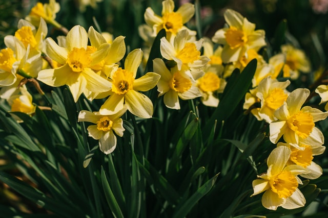 daffodil