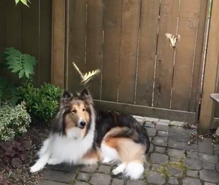 skye
