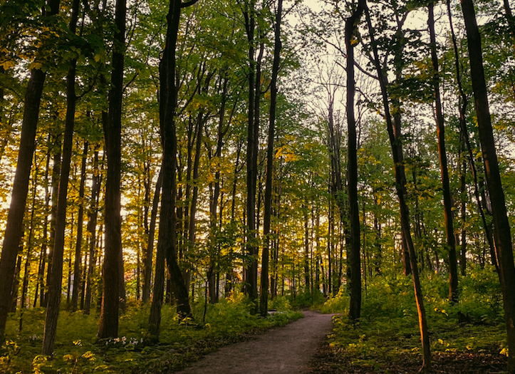 cottage country forest and path