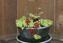 Vignette Garden gallery