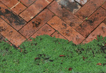 Vignette Garden gallery