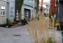 grass