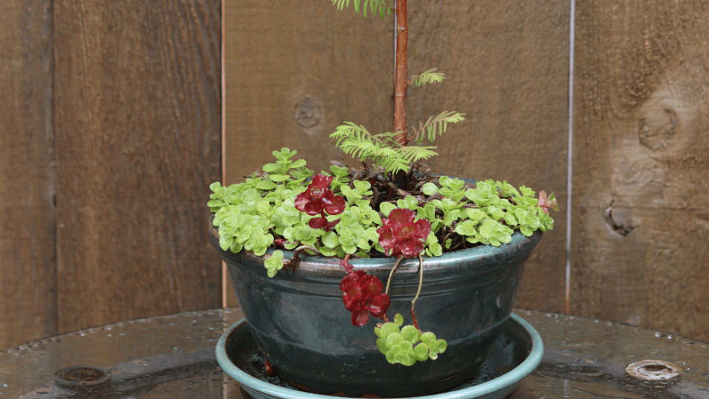 Vignette Garden gallery