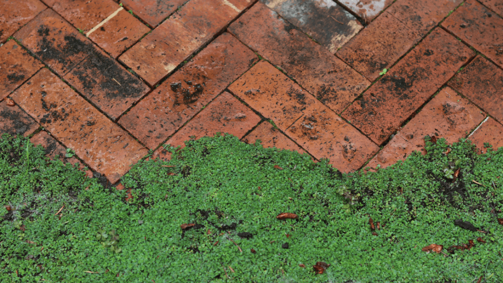 Vignette Garden gallery