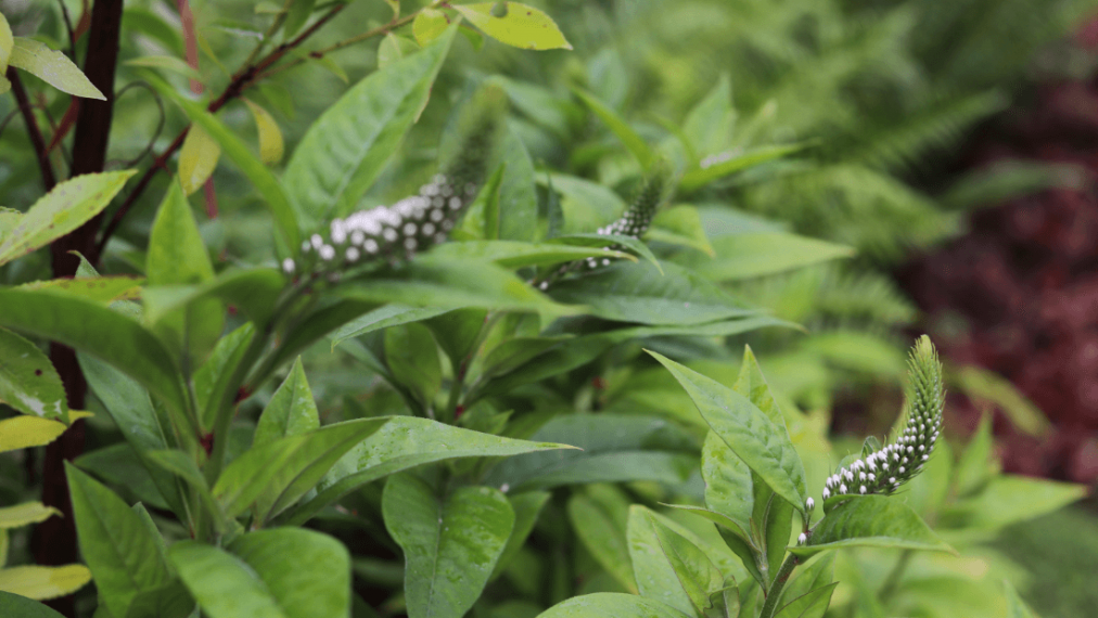 Vignette Garden gallery