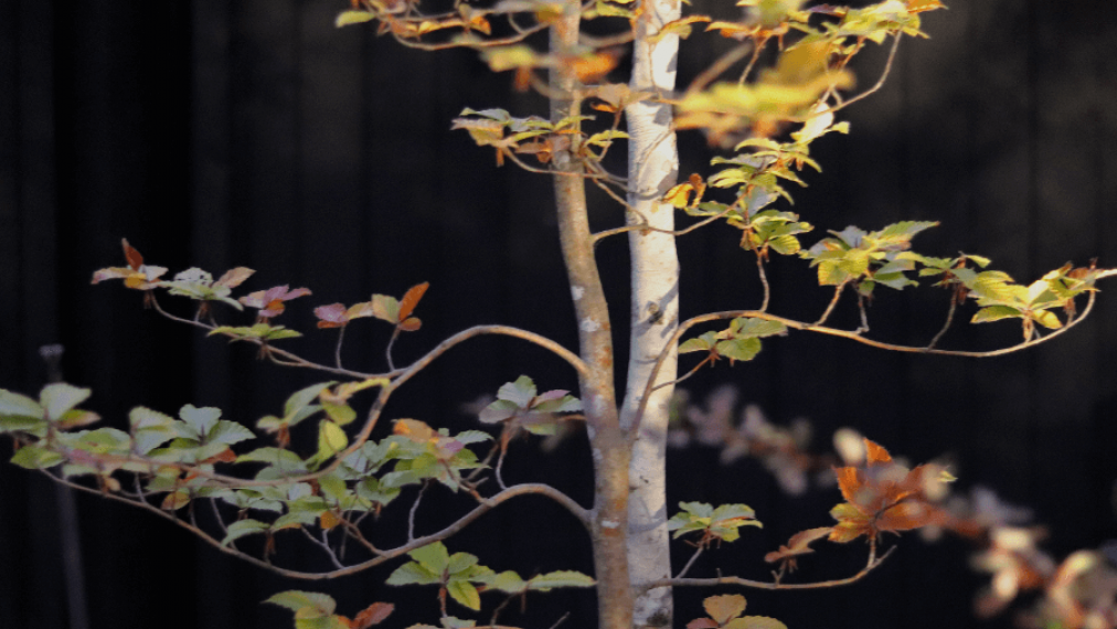 tree close up