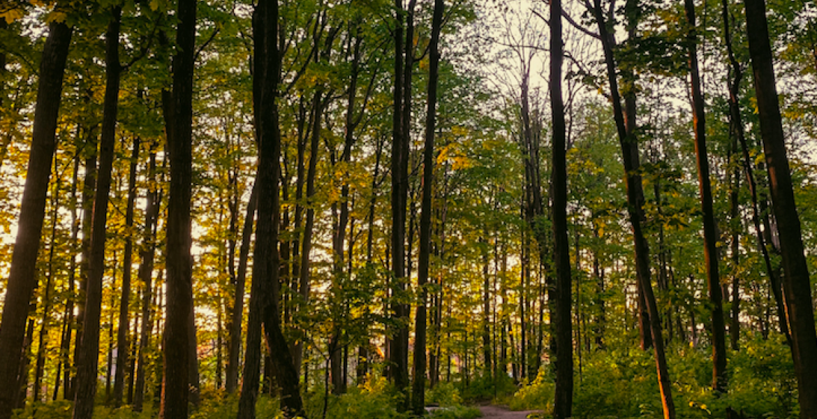 cottage country forest and path