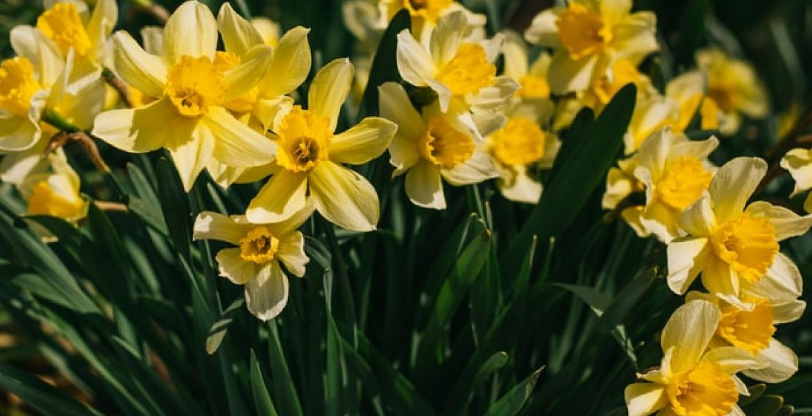 daffodil